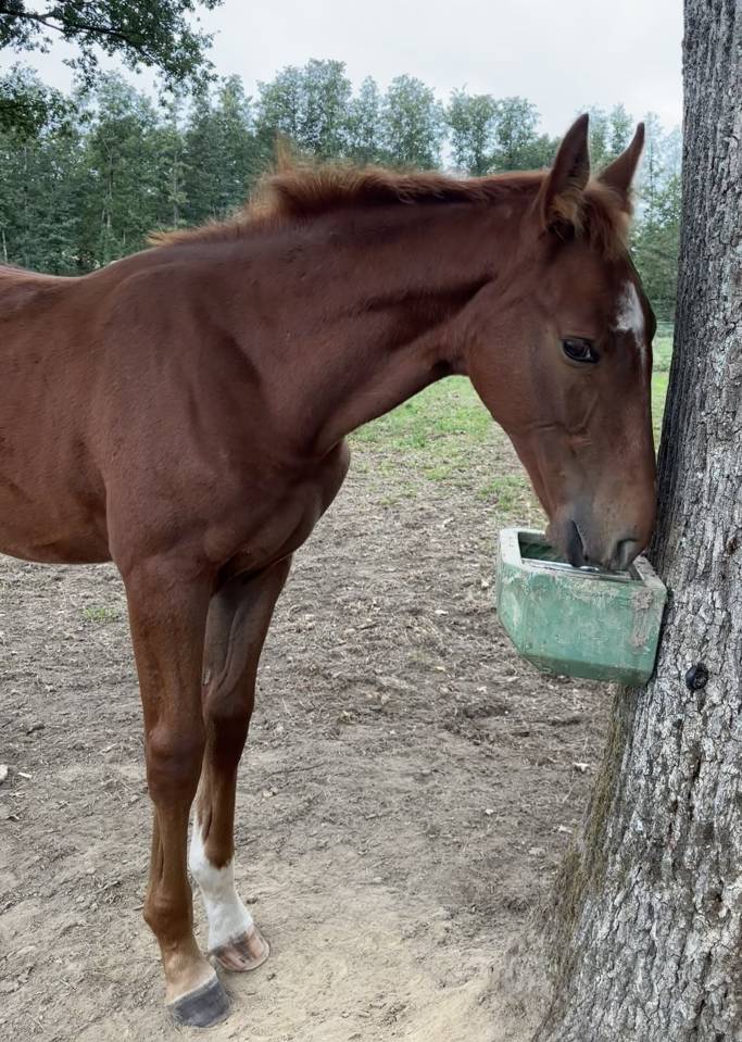 Potro Silla Franc&eacute;s En venta 2026 Alaz&aacute;n tostado por Vagabond de la Pomme