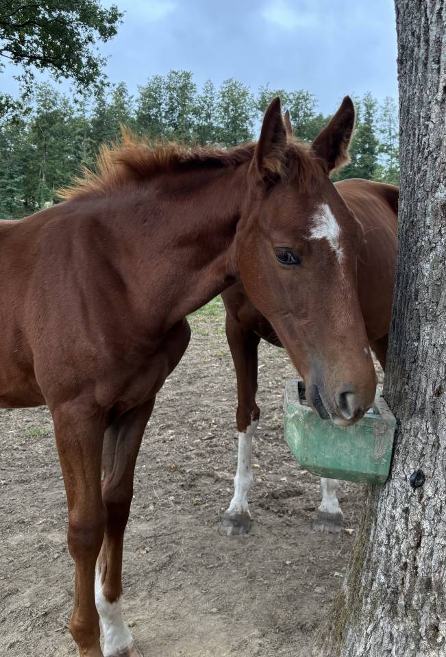 Potro Silla Franc&eacute;s En venta 2026 Alaz&aacute;n tostado por Vagabond de la Pomme