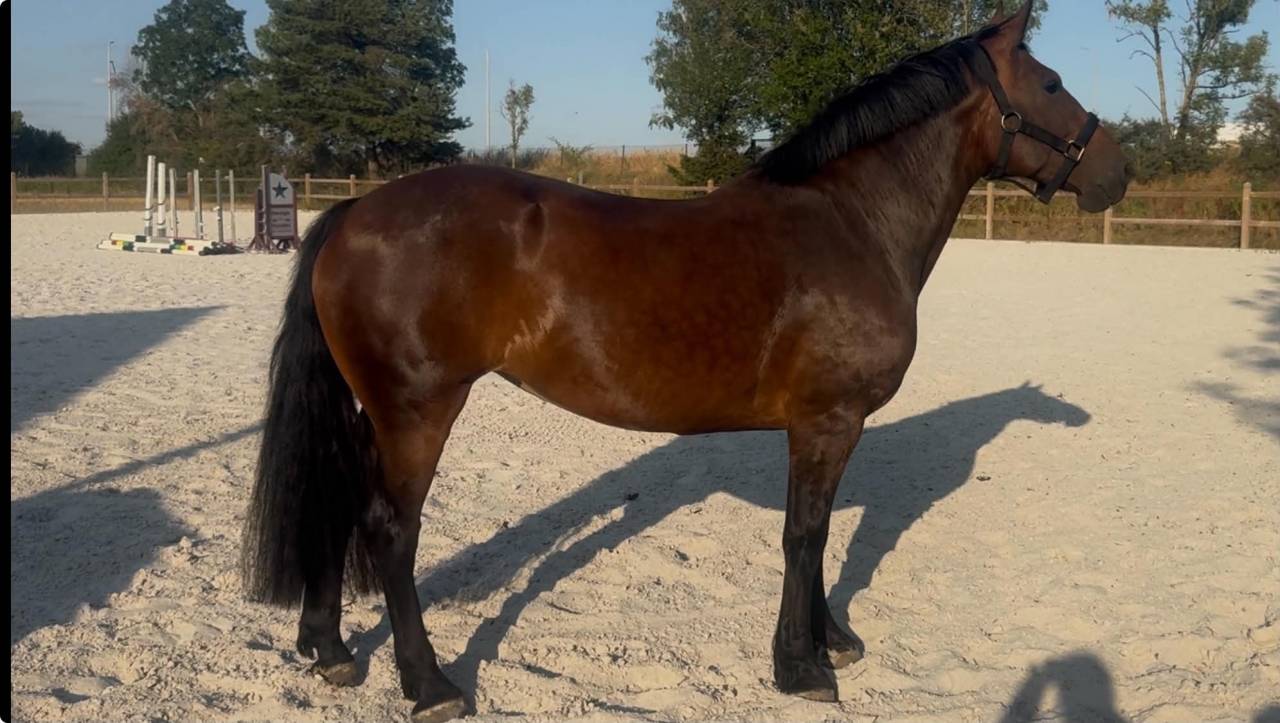 Yegua Cob Normando En venta 2010 Bayo