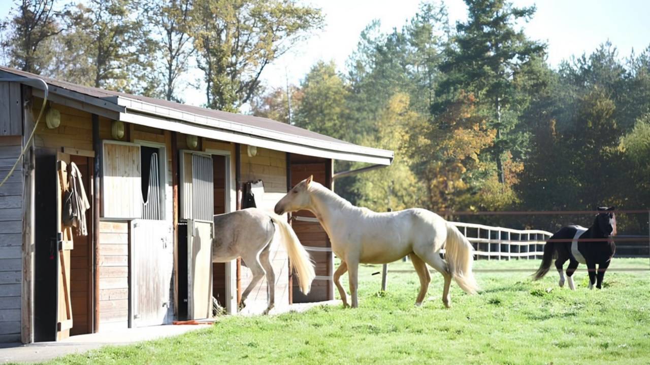 Propiedad ecuestre En venta Loir y Cher