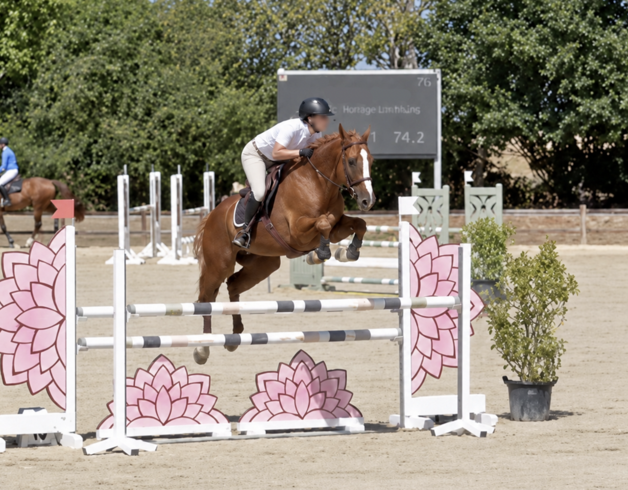 Caballo castrado Silla Franc&eacute;s En venta 2021 Alaz&aacute;n por QUICKLY V/D KRUISHOEVE