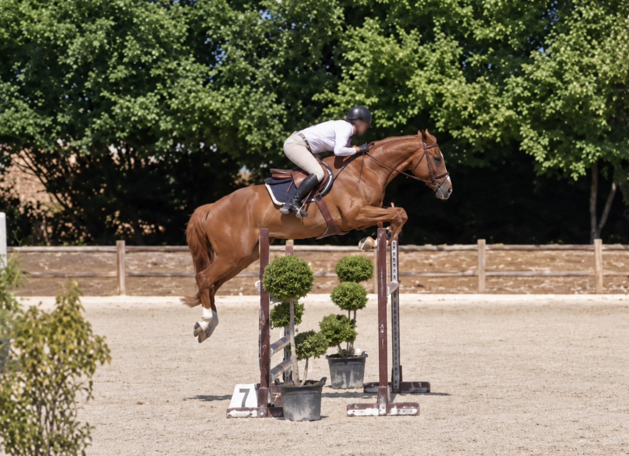 Caballo castrado Silla Franc&eacute;s En venta 2021 Alaz&aacute;n por QUICKLY V/D KRUISHOEVE