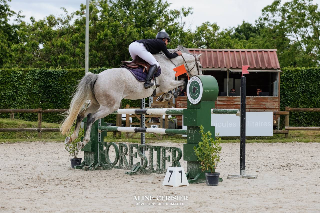 Caballo castrado Silla Franc&eacute;s En venta 2019 Tordo