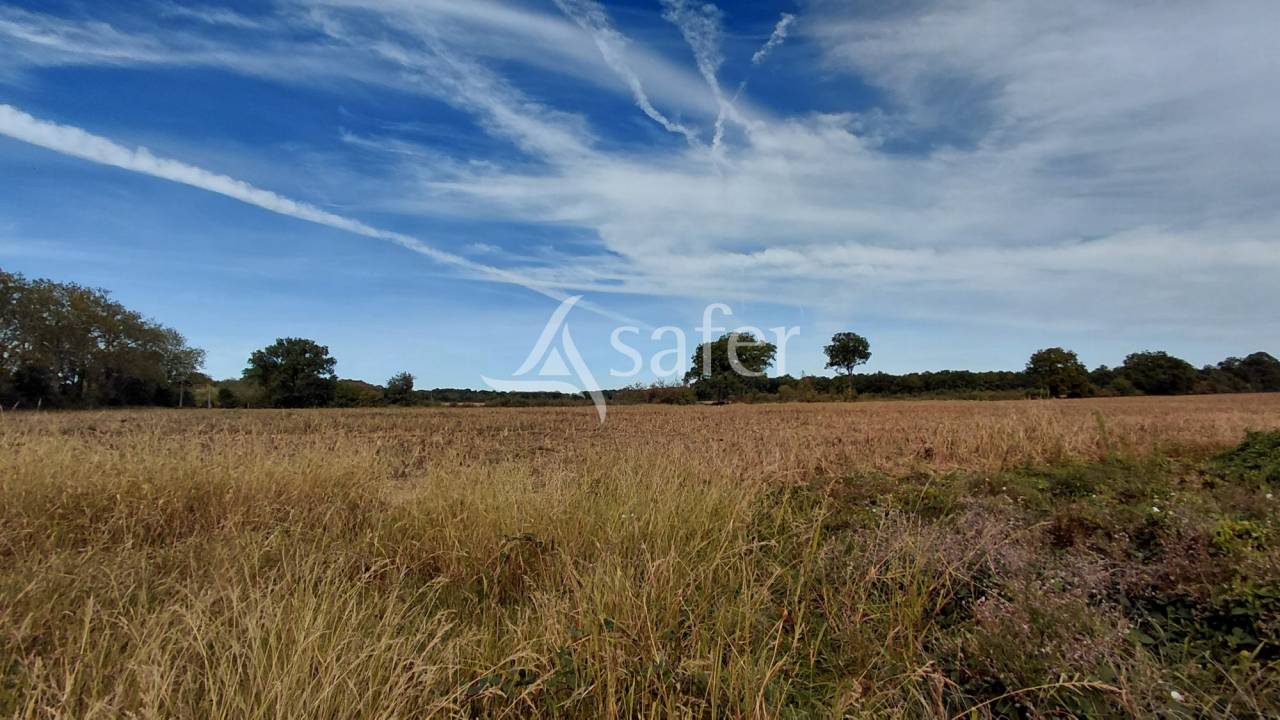 Explotaci&oacute;n ovina En venta Vienne