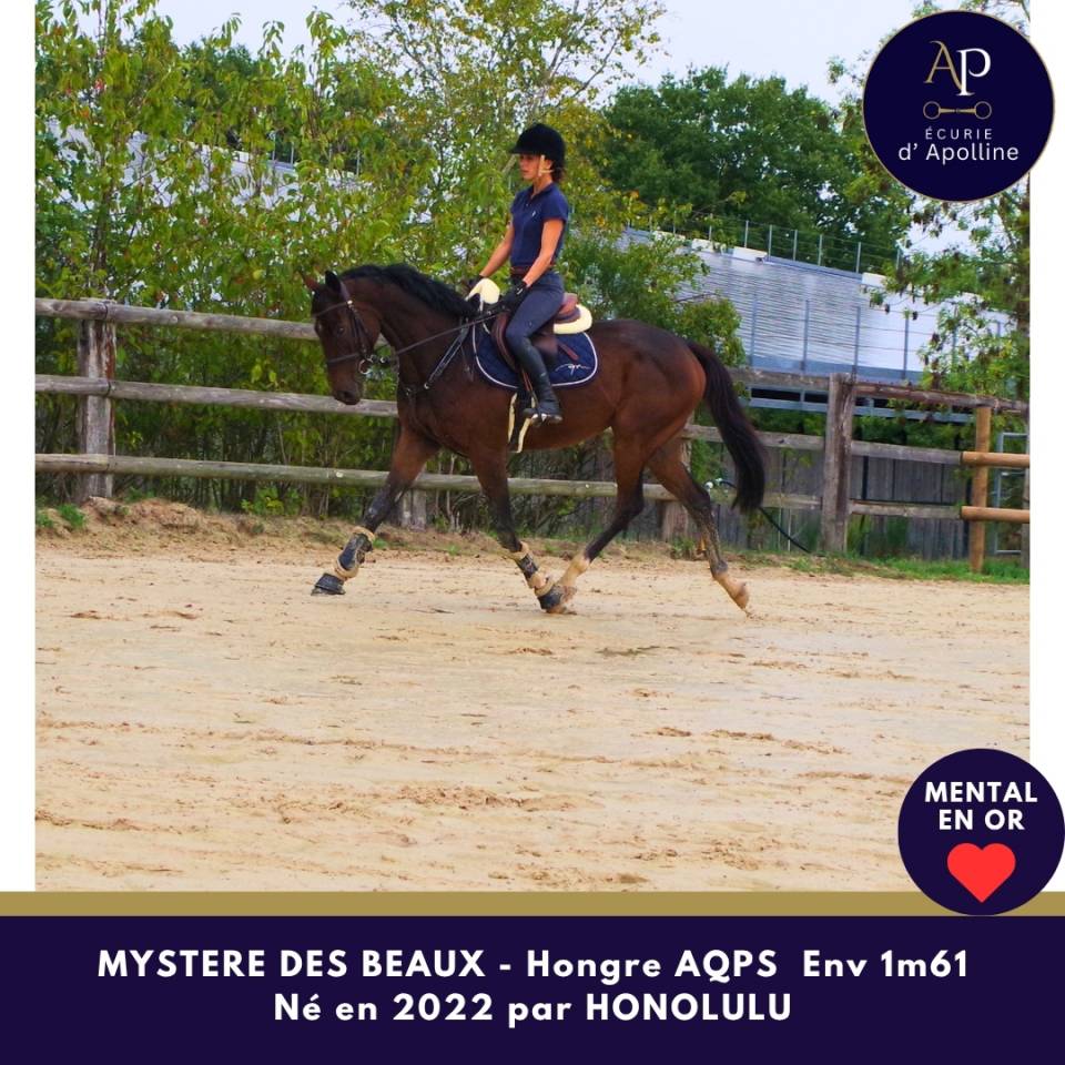 Caballo castrado AQPS En venta 2022 Bayo