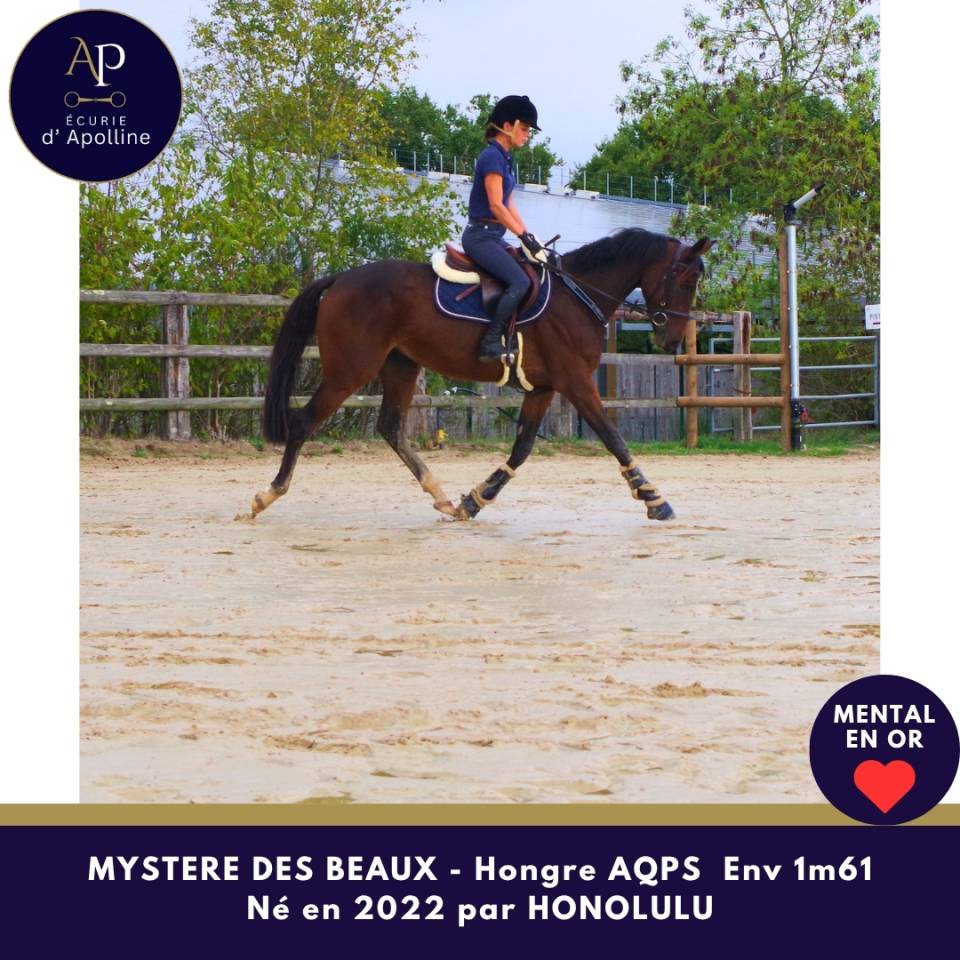 Caballo castrado AQPS En venta 2022 Bayo