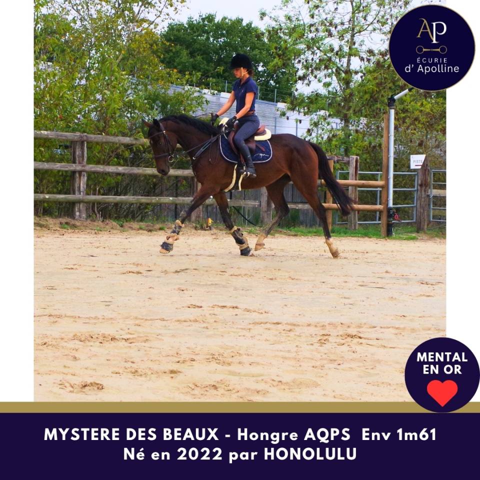 Caballo castrado AQPS En venta 2022 Bayo