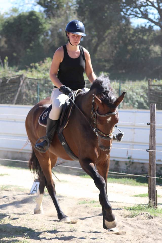 Caballo castrado AES Anglo European Studbook En venta 2021 Bayo