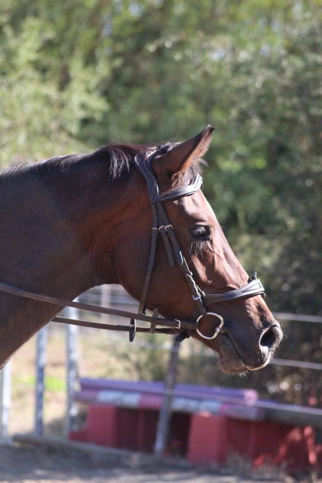 Caballo castrado AES Anglo European Studbook En venta 2021 Bayo
