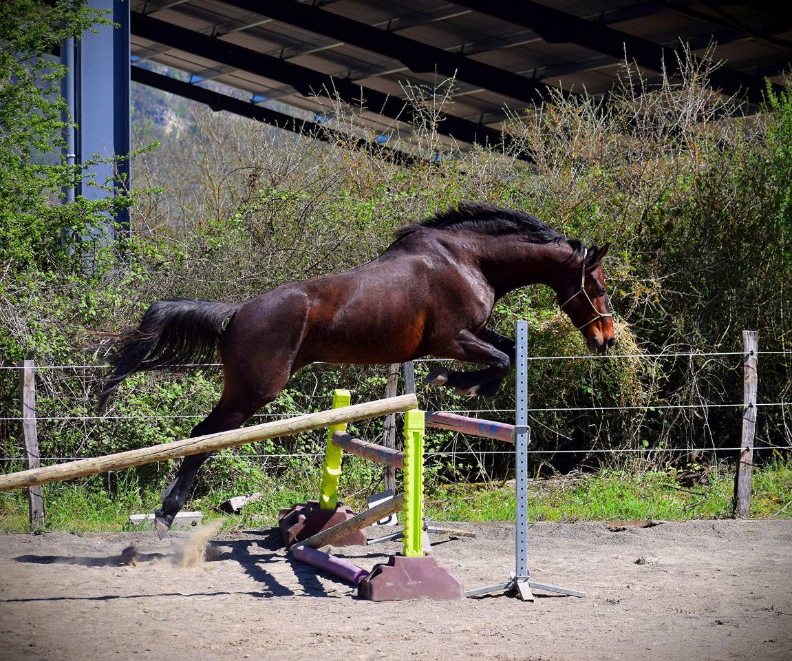 Caballo castrado AES Anglo European Studbook En venta 2021 Bayo