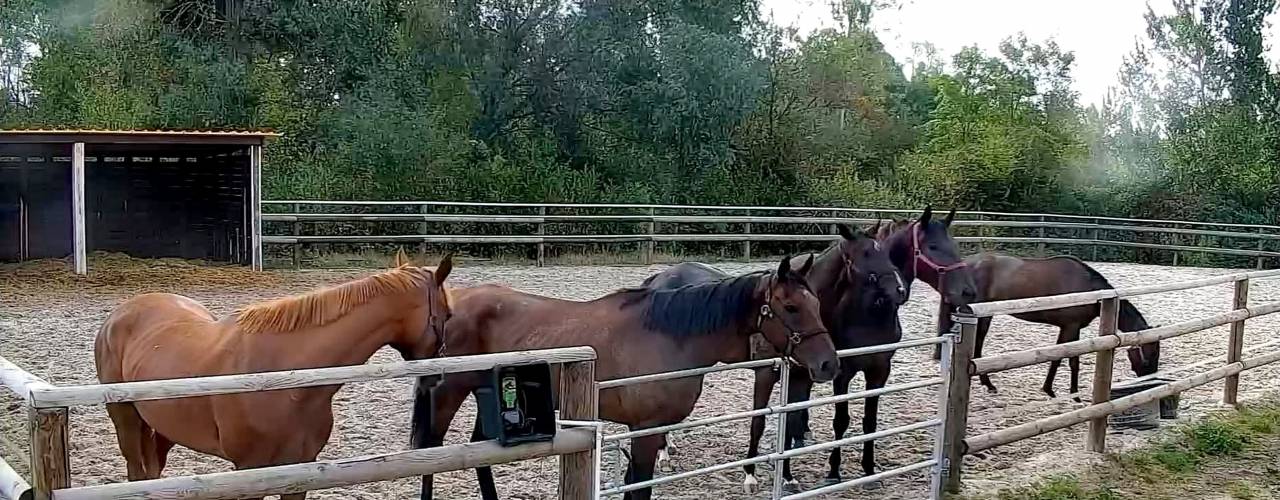 Cuadra de carrera En venta Oise