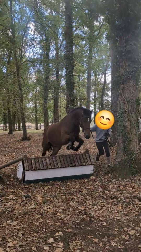 Caballo castrado PFS Poni Fran&ccedil;&eacute;s de Silla En venta 2023 Bayo