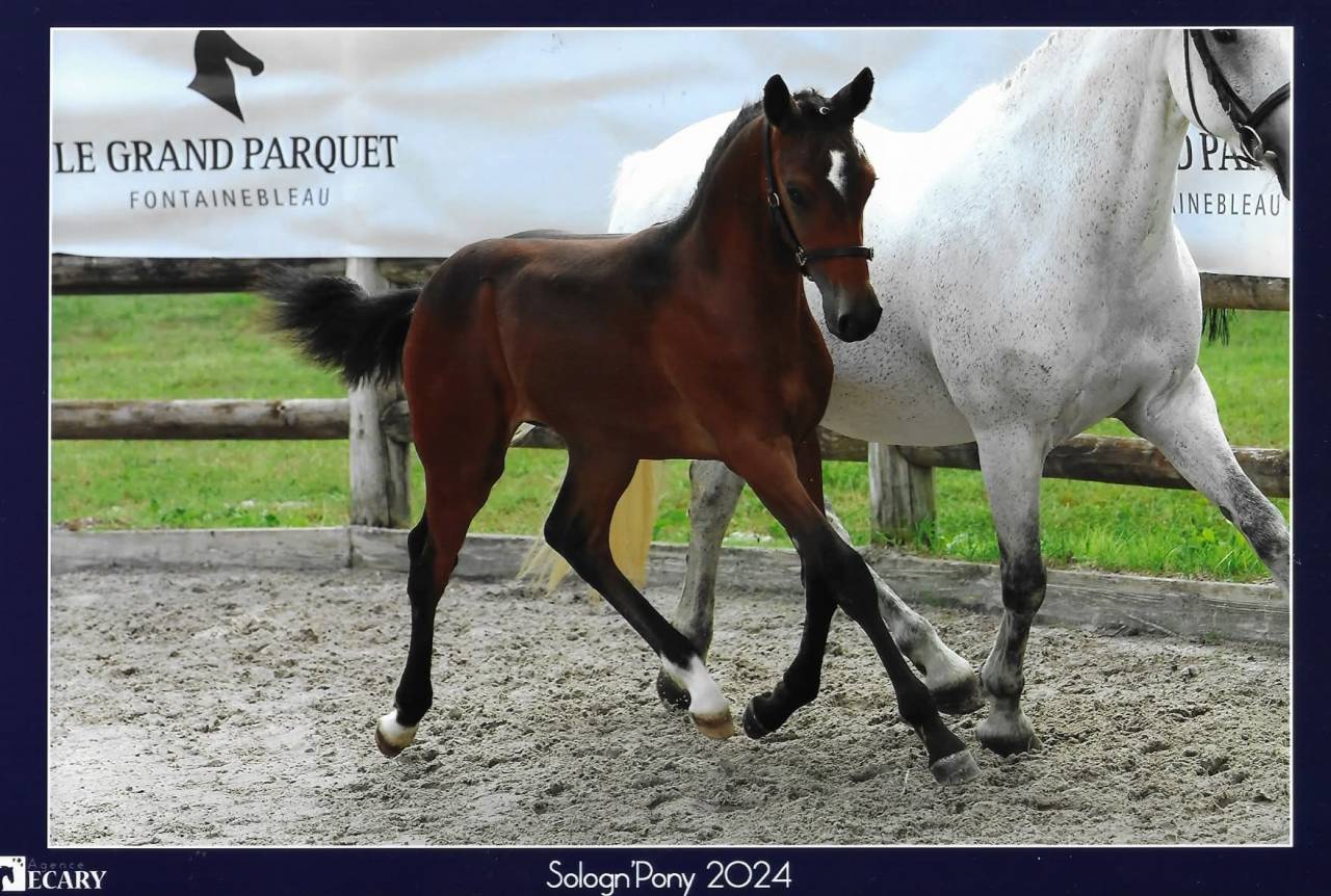 Caballo castrado PFS Poni Fran&ccedil;&eacute;s de Silla En venta 2023 Bayo