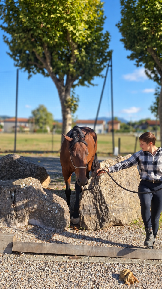 Caballo castrado PRE Pura Raza Espa&ntilde;ola En venta 2023 Bayo