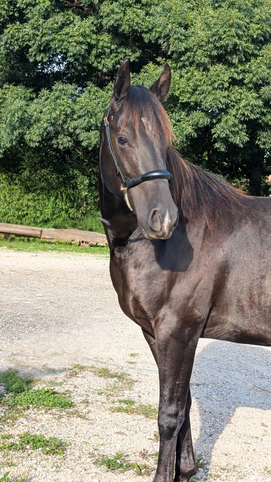 Caballo entero Quarter Horse En venta 2023 Negro