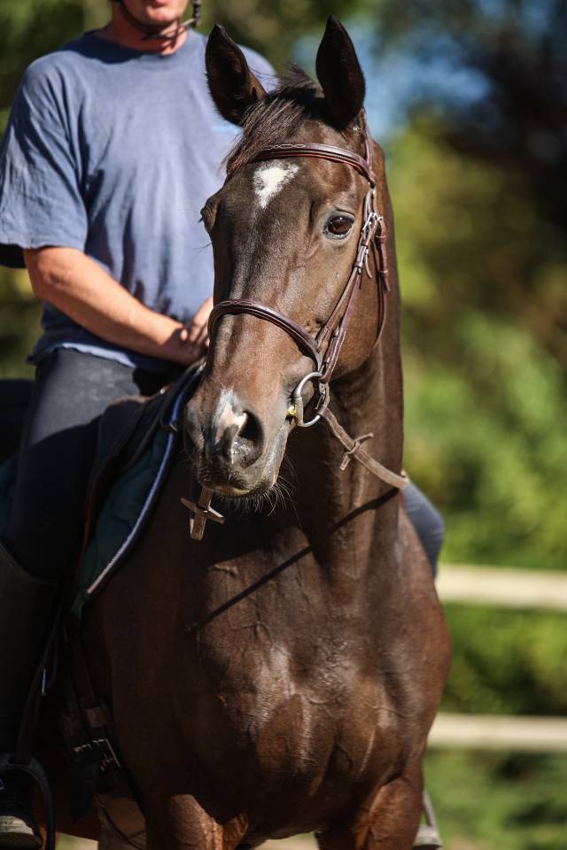 Caballo castrado Pura Sangre En venta 2017 Bayo moreno