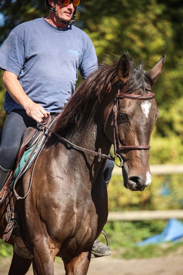 Caballo castrado Pura Sangre En venta 2017 Bayo moreno