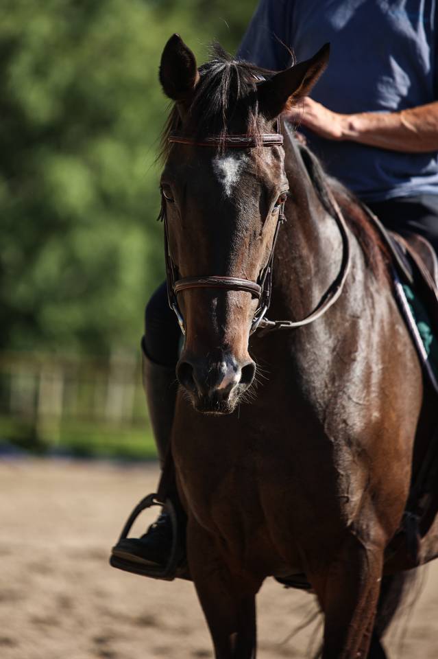 Caballo castrado Pura Sangre En venta 2017 Bayo moreno
