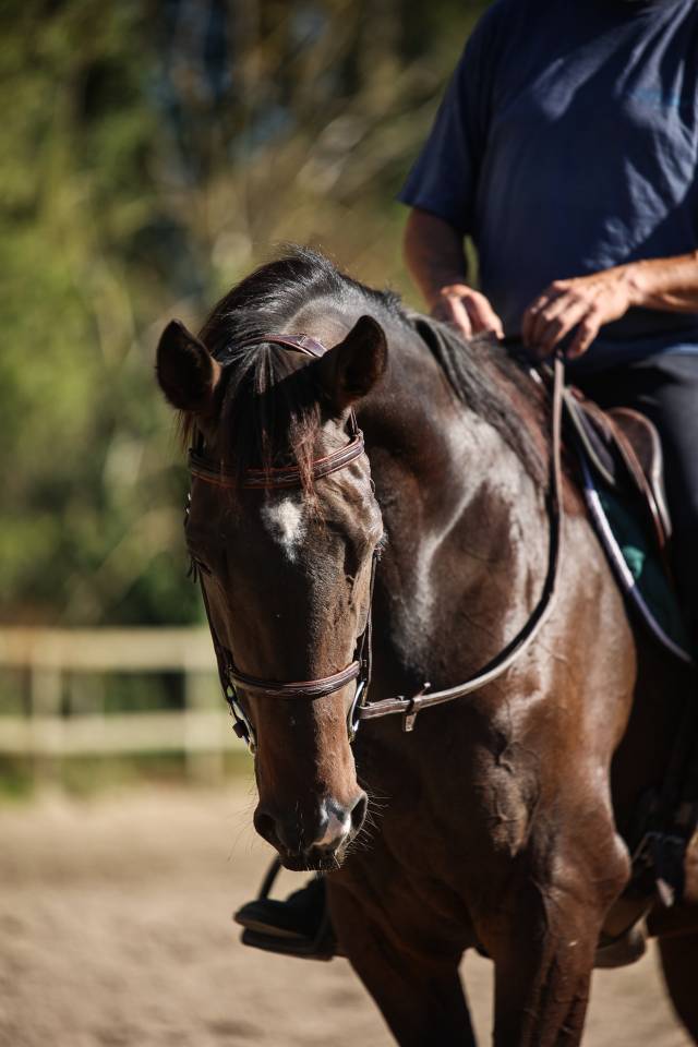 Caballo castrado Pura Sangre En venta 2017 Bayo moreno