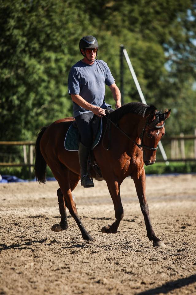 Caballo castrado Pura Sangre En venta 2023 Bayo