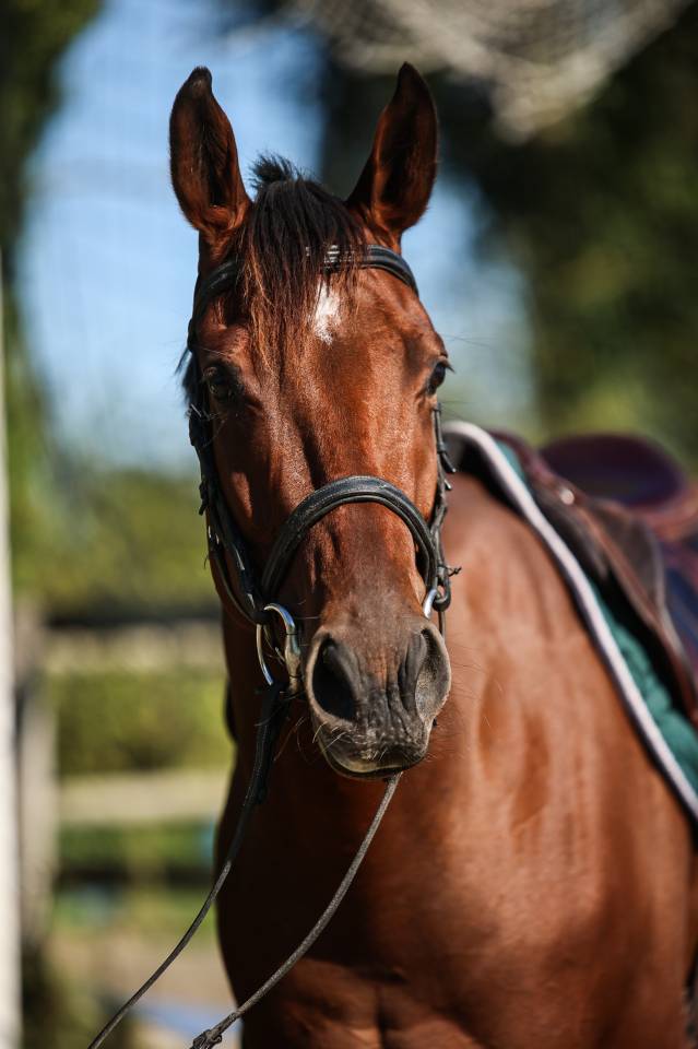 Caballo castrado Pura Sangre En venta 2023 Bayo