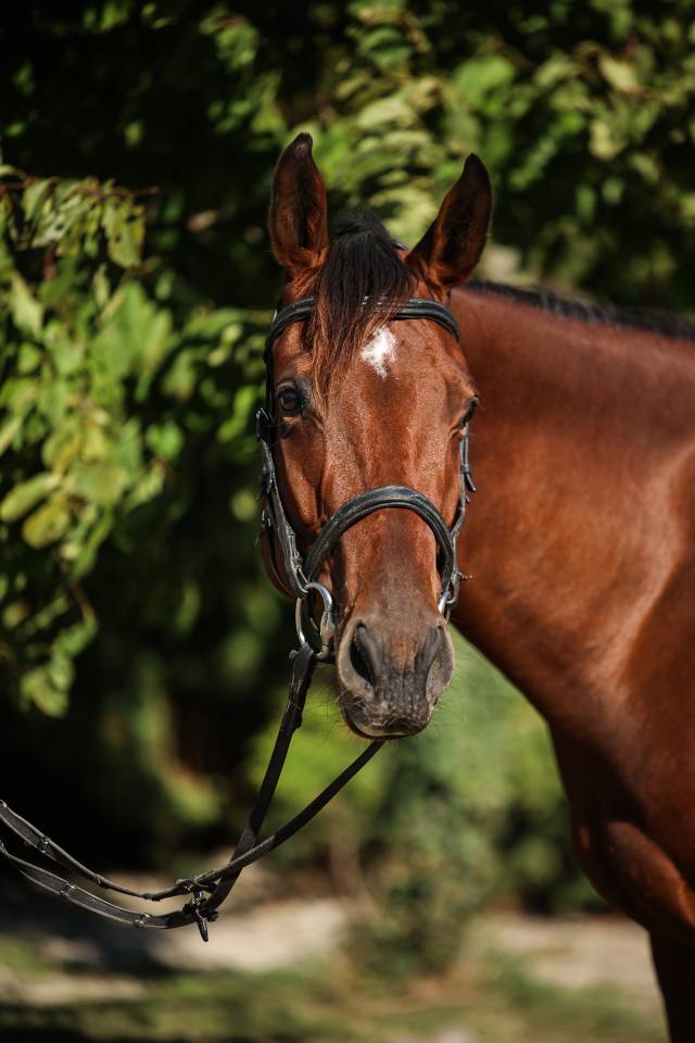 Caballo castrado Pura Sangre En venta 2023 Bayo