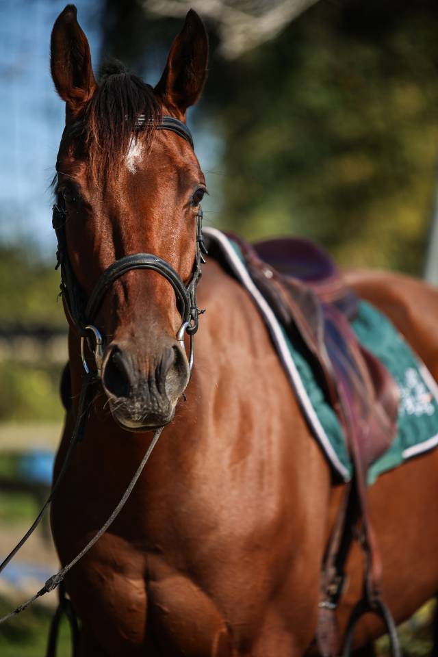 Caballo castrado Pura Sangre En venta 2023 Bayo