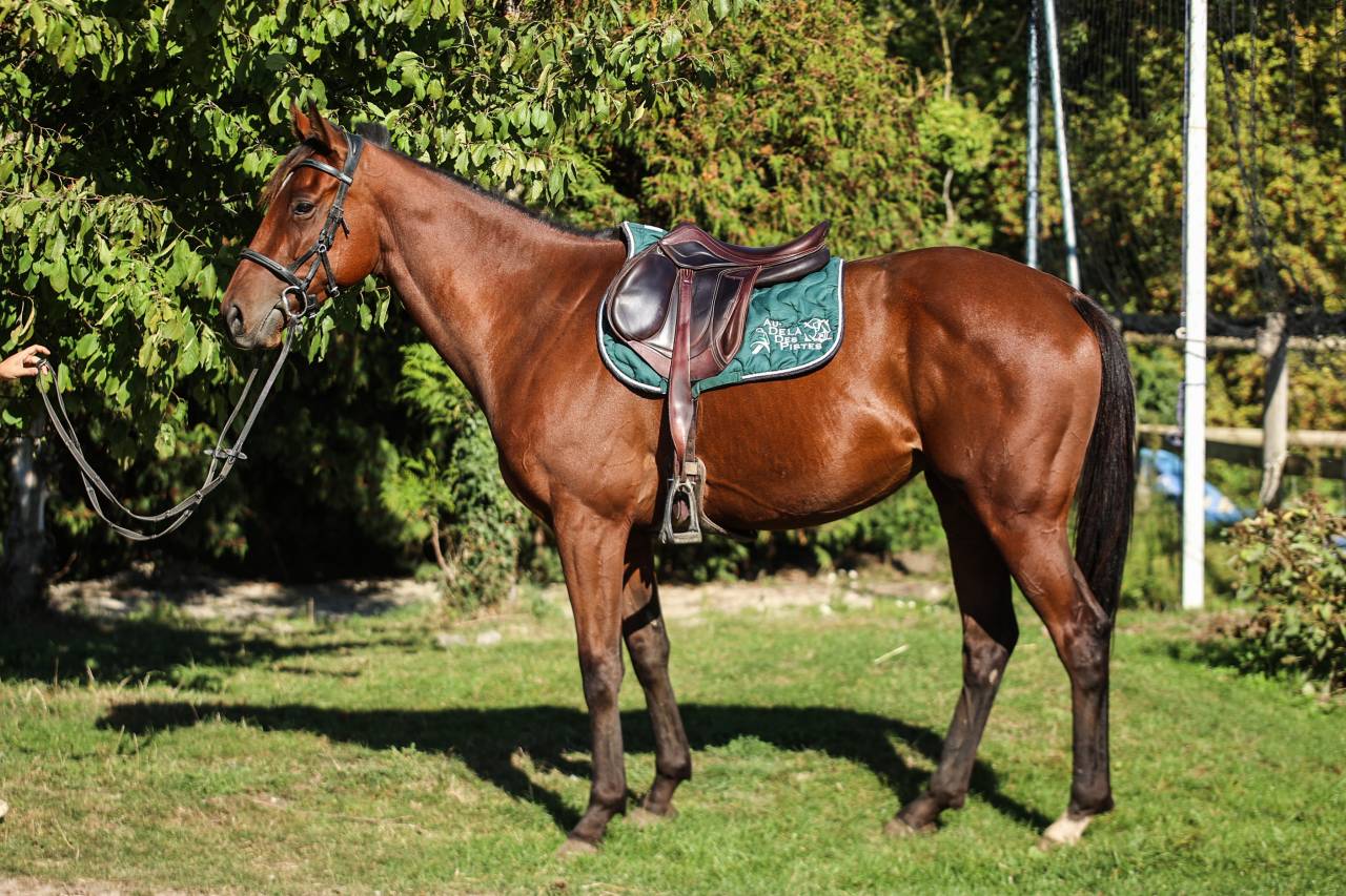 Caballo castrado Pura Sangre En venta 2023 Bayo