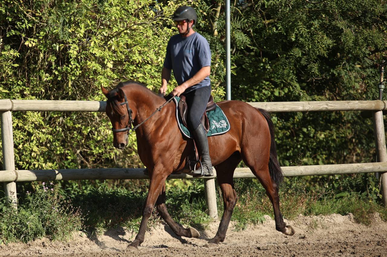 Caballo castrado Pura Sangre En venta 2023 Bayo