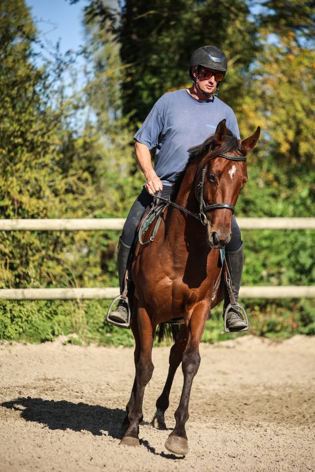 Caballo castrado Pura Sangre En venta 2023 Bayo