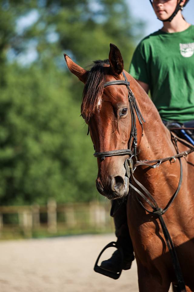 Caballo castrado Pura Sangre En venta 2023 Bayo