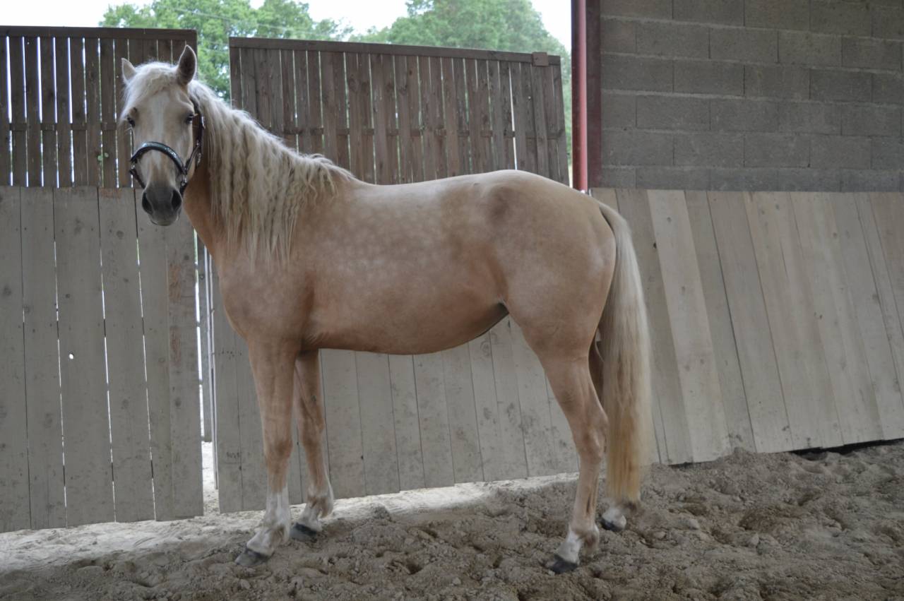 Yegua AES Anglo European Studbook En venta 2021 Palomino por Misterio