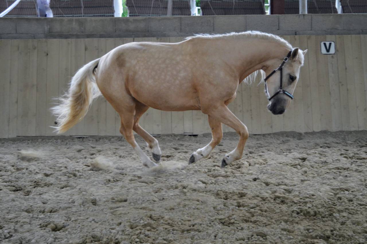 Yegua AES Anglo European Studbook En venta 2021 Palomino por Misterio