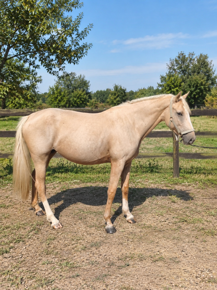 Yegua AES Anglo European Studbook En venta 2021 Palomino por Misterio