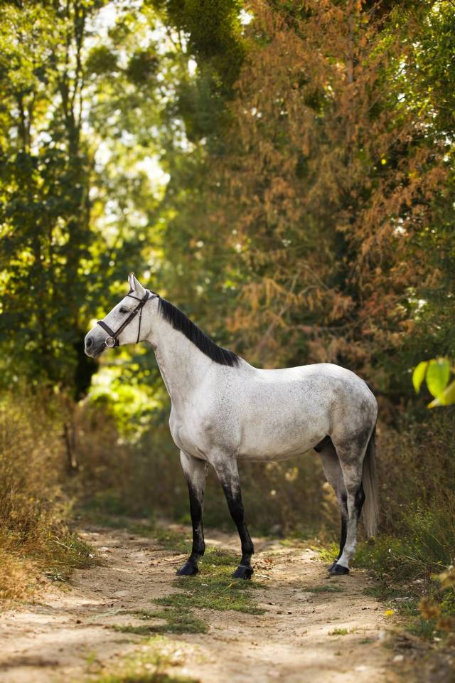 Caballo castrado Silla Franc&eacute;s En venta 2018 Tordo por Breemersen Adorado