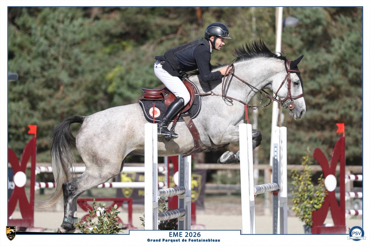 Caballo castrado Silla Franc&eacute;s En venta 2018 Tordo por Breemersen Adorado
