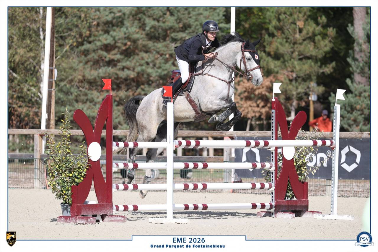 Caballo castrado Silla Franc&eacute;s En venta 2018 Tordo por Breemersen Adorado