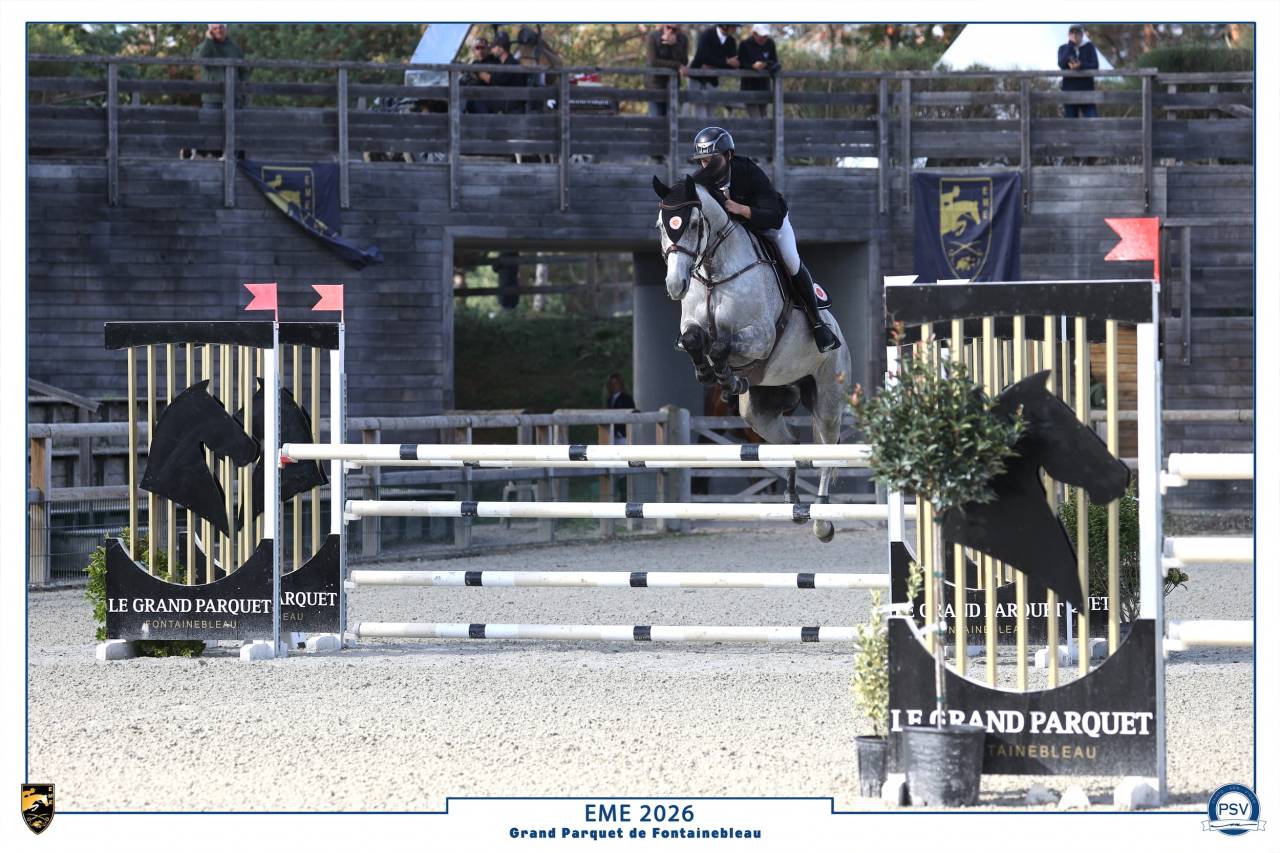 Caballo castrado Silla Franc&eacute;s En venta 2018 Tordo por Breemersen Adorado
