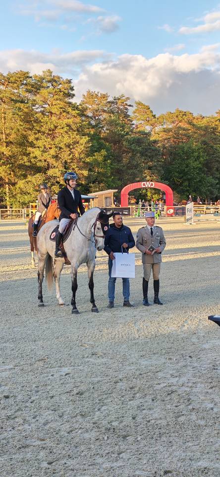 Caballo castrado Silla Franc&eacute;s En venta 2018 Tordo por Breemersen Adorado