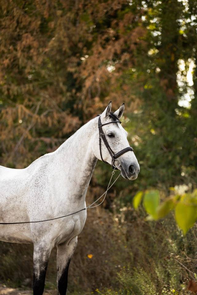 Caballo castrado Silla Franc&eacute;s En venta 2018 Tordo por Breemersen Adorado