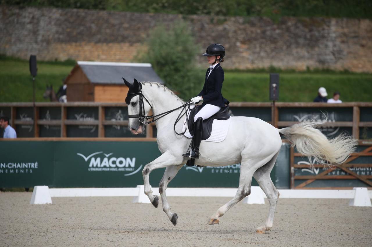 Caballo castrado Lusitano En venta 2014 Tordo por Alamo SDS