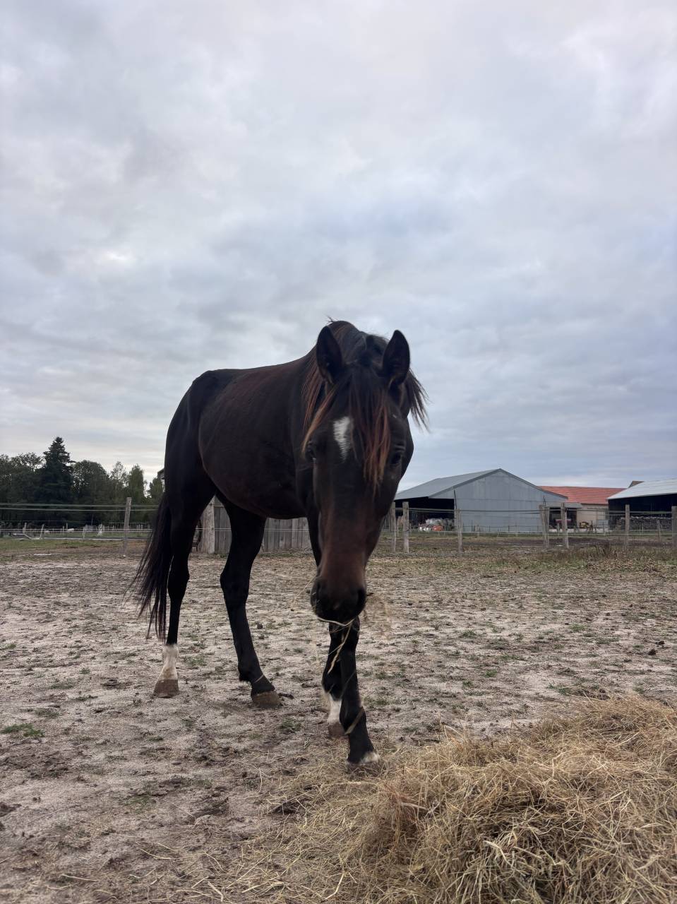 Caballo castrado Trot&oacute;n Franc&eacute;s En venta 2022 Bayo moreno