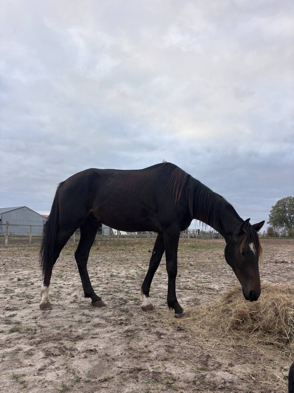 Caballo castrado Trot&oacute;n Franc&eacute;s En venta 2022 Bayo moreno