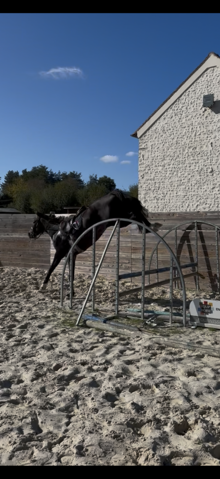 Caballo castrado Trot&oacute;n Franc&eacute;s En venta 2022 Bayo moreno