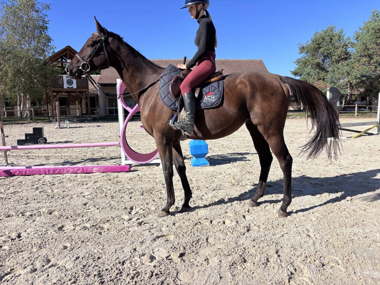 Caballo castrado Pura Sangre En venta 2021 Bayo