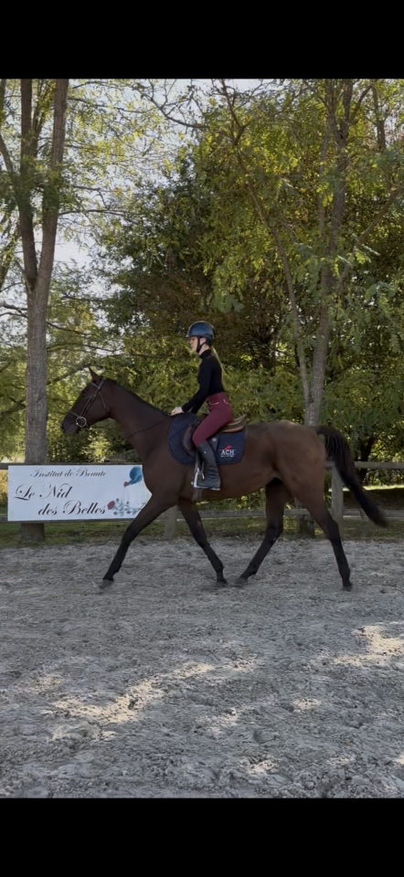 Caballo castrado Pura Sangre En venta 2021 Bayo