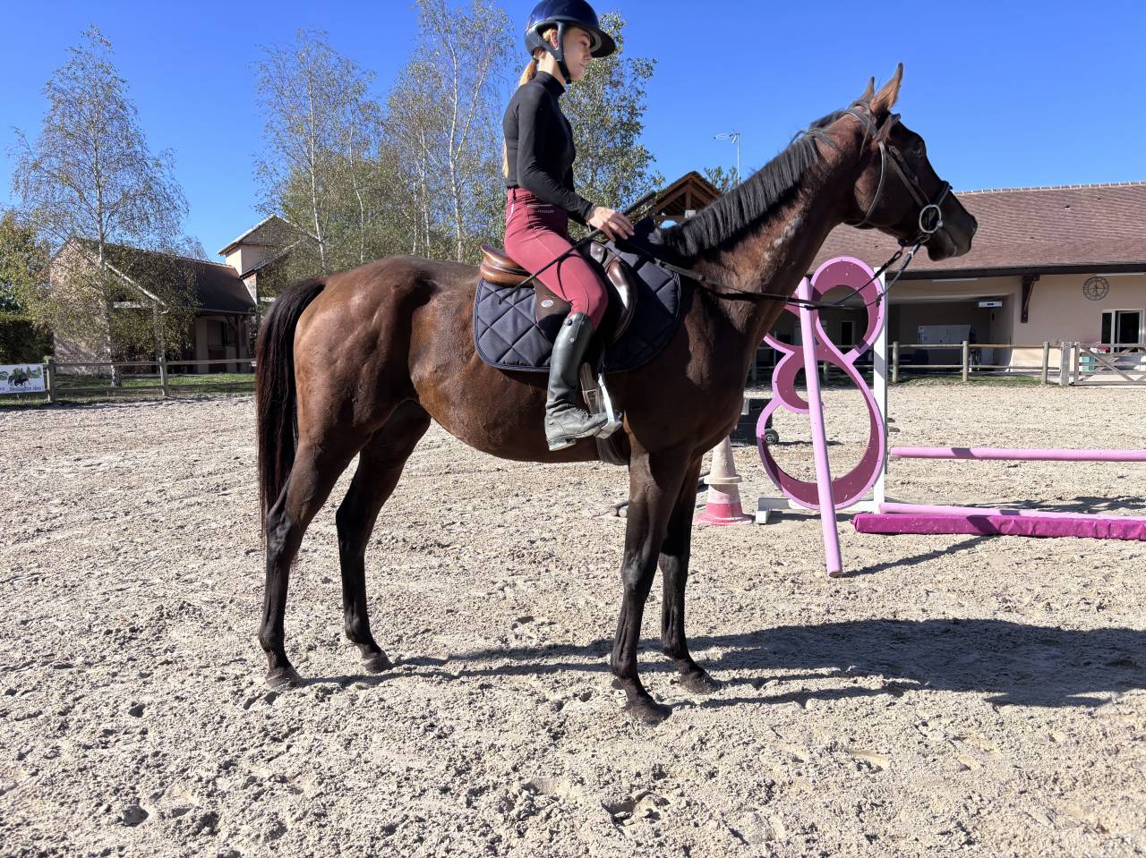 Caballo castrado Pura Sangre En venta 2021 Bayo