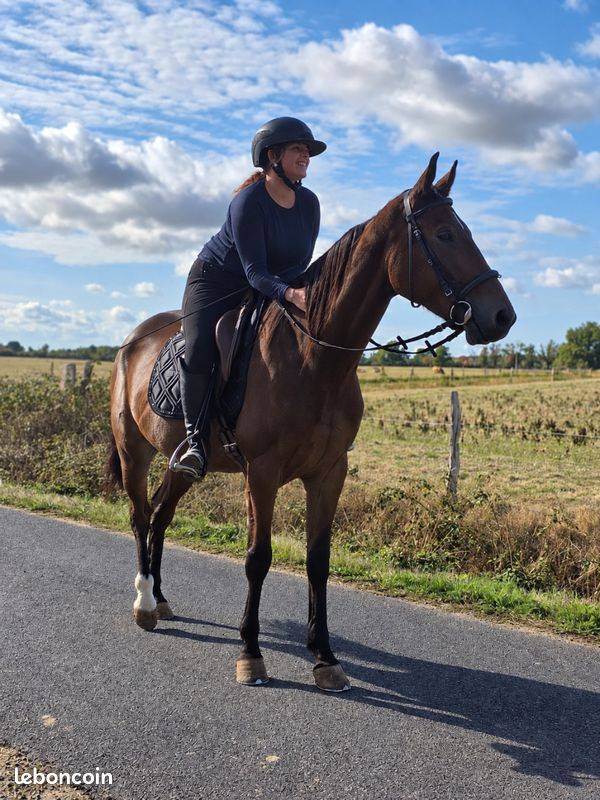 Caballo castrado Trot&oacute;n Franc&eacute;s En venta 2021 Bayo