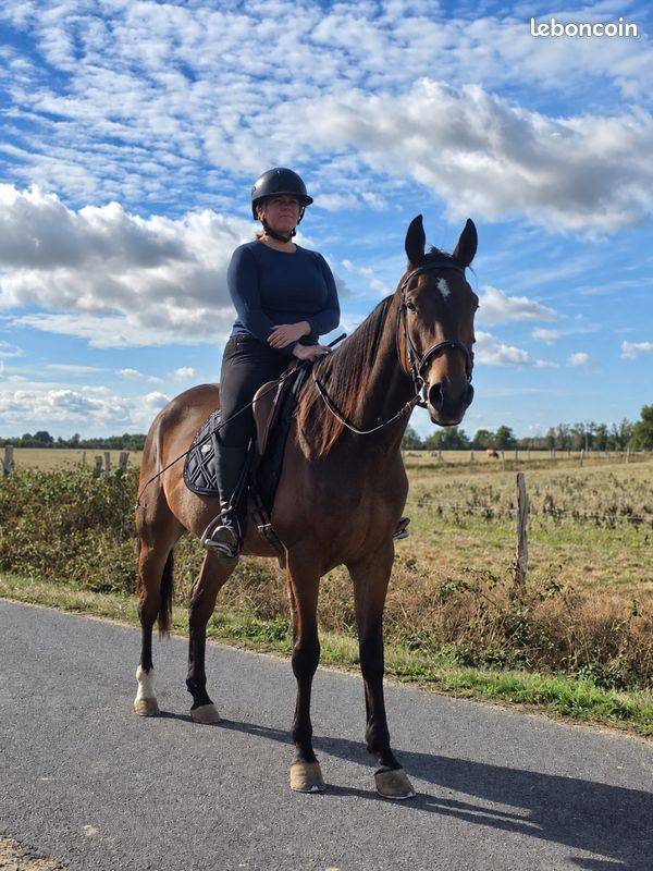 Caballo castrado Trot&oacute;n Franc&eacute;s En venta 2021 Bayo