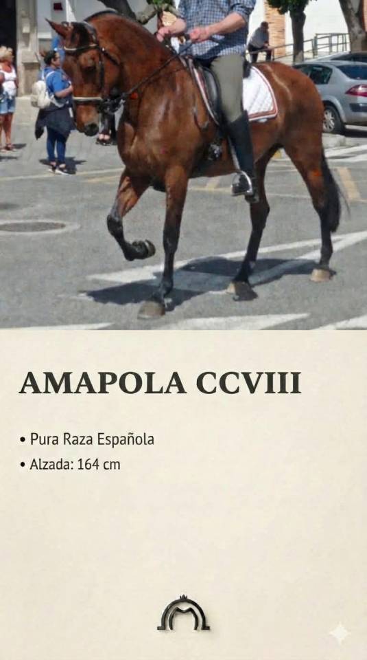 Potro PRE